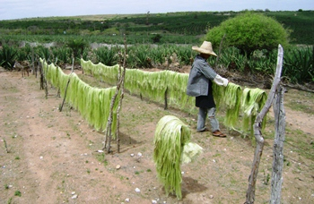 Projeto da EBDA contribui para revitalização do sisal na Bahia