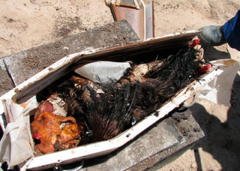 Polícia faz exumação e encontra material de magia negra no lugar de corpo de criança