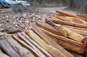 PRF apreende mais de 3 mil m³ de madeira no oeste baiano. Apreensão foi a maior em 11 anos