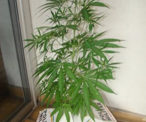 Homem é preso por cultivar pé de maconha para fazer árvore de natal