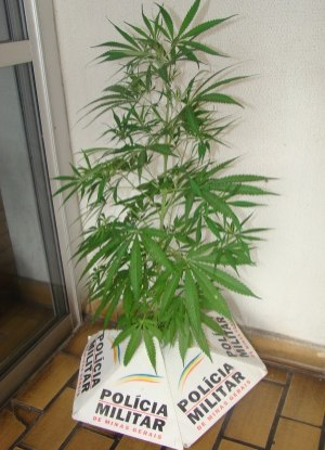 Homem é preso por cultivar pé de maconha para fazer árvore de natal