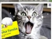 Gato recebeu durante sete meses benefício do Bolsa Família em MS