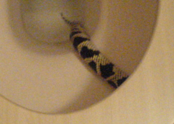 Cobra escondida em vaso sanitário pica órgão genital de homem