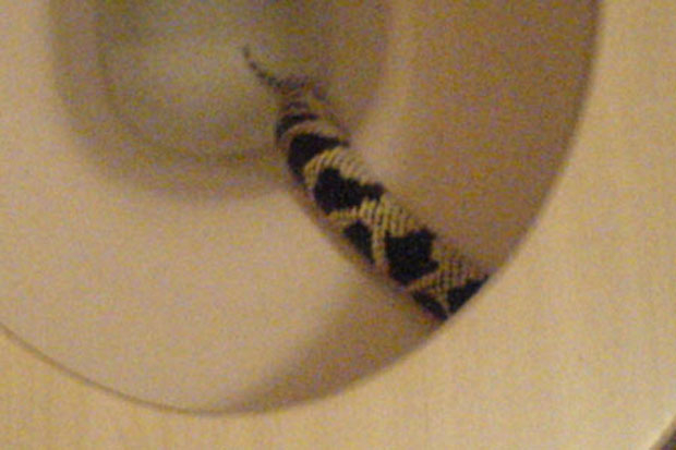 Cobra escondida em vaso sanitário pica órgão genital de homem