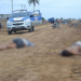 Feira de Santana: casal é retirado a força de casa e encontrado morto em fazenda