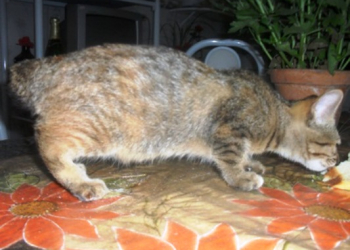 Gato nasce com metade do corpo de um coelho na cidade de Ichu