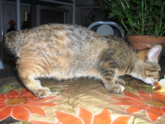 Gato nasce com metade do corpo de um coelho na cidade de Ichu