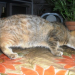 Gato nasce com metade do corpo de um coelho na cidade de Ichu