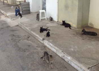 Presídio baiano adota galinhas e gatos para combater insetos e ratos