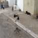 Presídio baiano adota galinhas e gatos para combater insetos e ratos