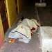 Homem é executado a tiros no centro de Monte Santo