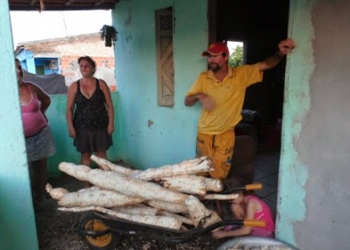 Barrocas: Agricultor colhe num só pé de mandioca, raiz suficiente para encher um carrinho de mão