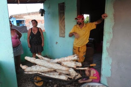 Barrocas: Agricultor colhe num só pé de mandioca, raiz suficiente para encher um carrinho de mão