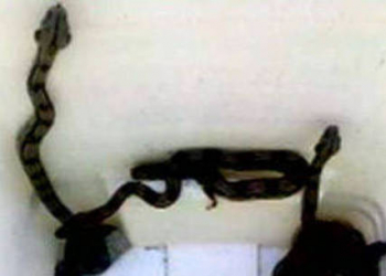 Cobras invadem hospital e assustam pacientes internados na emergência