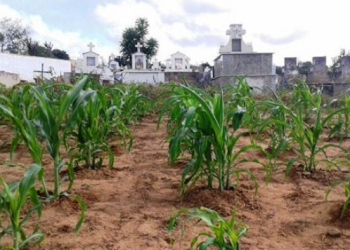 Ribeira do Pombal:milho e batata são plantados dentro de cemitério