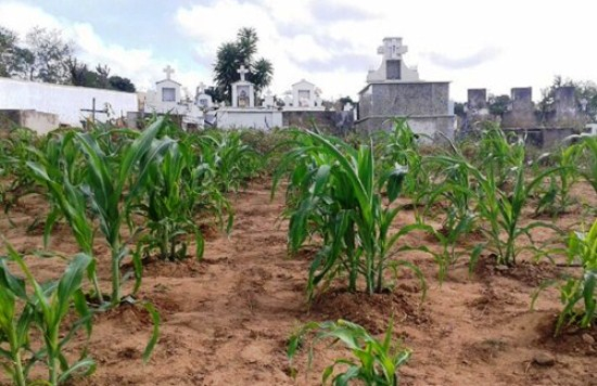 Ribeira do Pombal:milho e batata são plantados dentro de cemitério