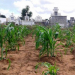 Ribeira do Pombal:milho e batata são plantados dentro de cemitério