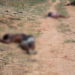 Araci: dois corpos de irmãos são encontrados com sinais de tortura ao lado da BR-116