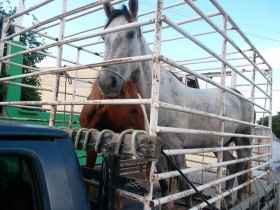 O carro tem um disk frete, o que pode aumentar ainda mais o prejuízo do dono do Corola ou dos animais.