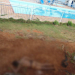 Mairi- Homem é encontrado morto em Clube da AABB  supostamente depois de ser atacado por cães