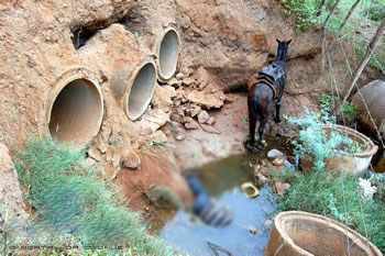 Cavaleiro morre depois de animal descer ribanceira de quatro metros de profunidade