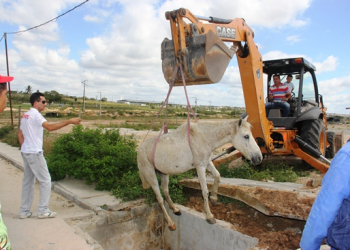 Coité – Cavalo cai em “boca de lobo” e é resgatado por retroescavadeira
