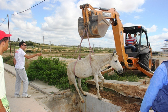 Coité – Cavalo cai em “boca de lobo” e é resgatado por retroescavadeira