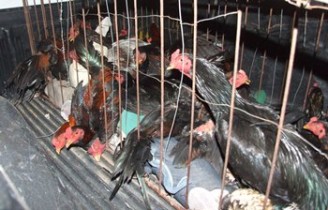 Vários animais estavam feridos e debilitados.