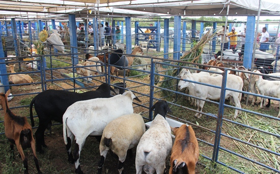 3ª AGRIFAM de São Domingos consolidado maior evento de agronegócios da região do sisal