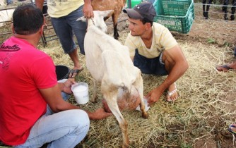 Ordenha em cabras a melhor classificada deu mais de 10 kg de leite em duas etapas na última AGRIFAM.