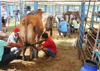 3ª AGRIFAM de São Domingos consolidado maior evento de agronegócios da região do sisal
