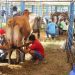 3ª AGRIFAM de São Domingos consolidado maior evento de agronegócios da região do sisal