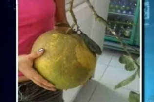 Laranja impressiona pelo o tamanho