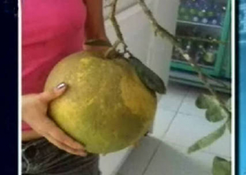 Agricultor colhe laranja gigante de 3 kg