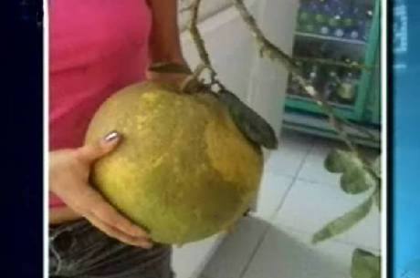 Agricultor colhe laranja gigante de 3 kg