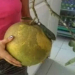 Agricultor colhe laranja gigante de 3 kg