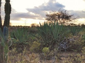 Valente já produziu 500 toneladas de sisal por mês; hoje não produz 100 