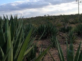 Antes tomado por sisal, terreno tem plantação irregular e com espaçamentos