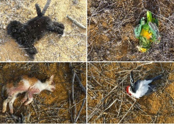 Jacobina: homem matou gato, cachorro, passarinhos e planejava matar a esposa por ter votado em Dilma