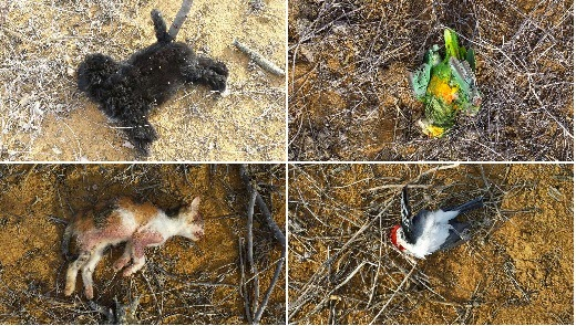 Jacobina: homem matou gato, cachorro, passarinhos e planejava matar a esposa por ter votado em Dilma