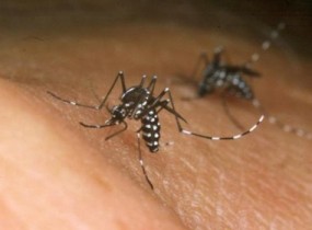 O mesmo mosquito que transmite a dengue, espalha a chikungunya