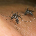 Chikungunya já tem 354 confirmações no estado; Riachão do Jacuípe registra aumento de mais de 1,1 mil%