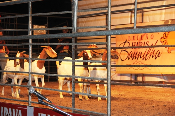 Leilão do Haras Baunilha - foto- Raimundo Mascarenhas (32)
