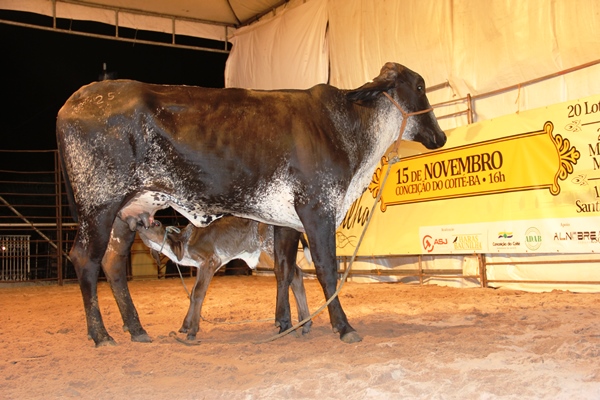 Leilão do Haras Baunilha - foto- Raimundo Mascarenhas (36)
