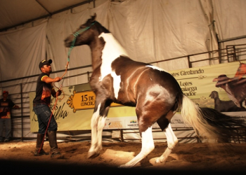 Coité – Depois de leilão coberto de êxito, Haras Baunilha promove cavalgada