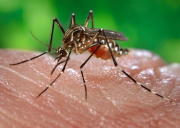 Casos suspeitos de chikungunya sobem na Bahia