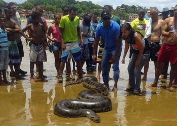 Cobra sucuri de 6 metros e 100 kg é achada em praia de Itacaré