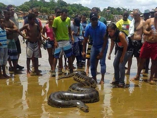Cobra sucuri de 6 metros e 100 kg é achada em praia de Itacaré