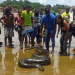 Cobra sucuri de 6 metros e 100 kg é achada em praia de Itacaré