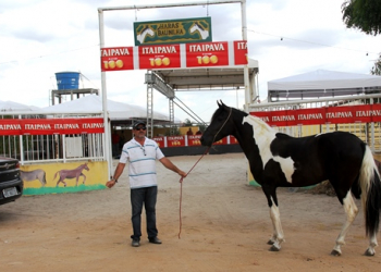 Leilão do Haras Baunilha promete ser o maior da região sisaleira em quantidade e qualidade de animais